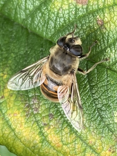 Common Drone Fly photo 5