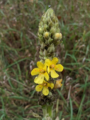 photo of Great Mullein (Verbascum thapsus)
