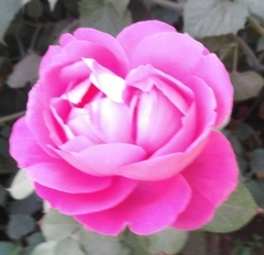 Rosa chinensis