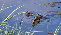 Tachybaptus dominicus