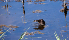 Tachybaptus dominicus