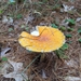 photo of Amanita Mushrooms (Amanita)