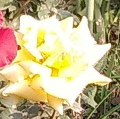 Angiospermae