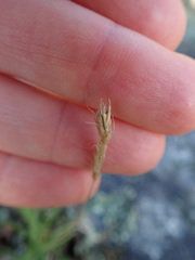 Danthonia intermedia