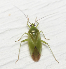 Lygocoris