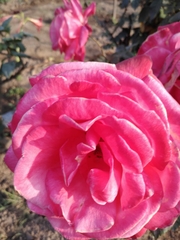 Rosa chinensis