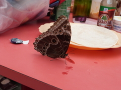 Morpho helenor corydon