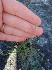 Danthonia intermedia