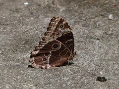 Morpho helenor corydon