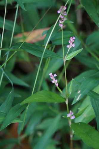 Persicaria posumbu iNat (1)