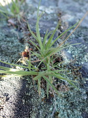 Danthonia intermedia