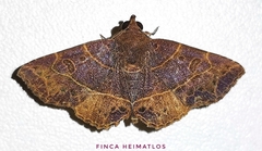 Antiblemma phaedra