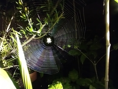 Araneus uniformis