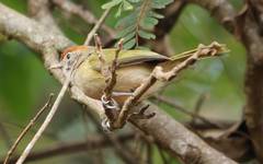 Hylophilus amaurocephalus