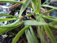 Danthonia intermedia