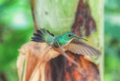 Chrysuronia leucogaster