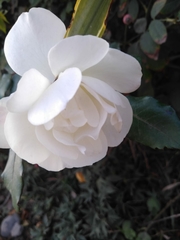 Magnoliopsida