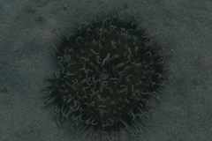 Macrodactyla doreensis