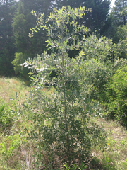 Quercus incana