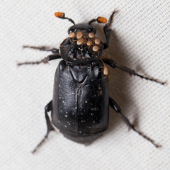 Nicrophorus nigrita