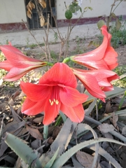 Hippeastrum