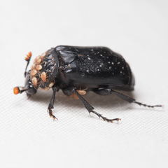 Nicrophorus nigrita