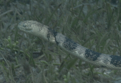 Hydrophis major