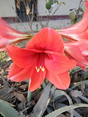 Hippeastrum