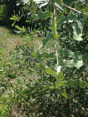 Quercus incana