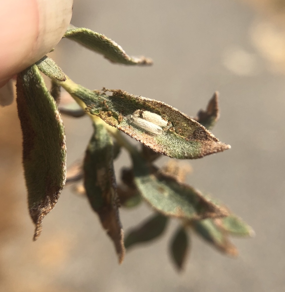 Bucculatrix columbiana