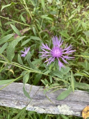 Centaurea × moncktonii