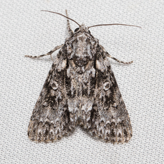 Acronicta marmorata