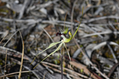 Caladenia tensa