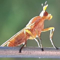 Tetanocera plebeja