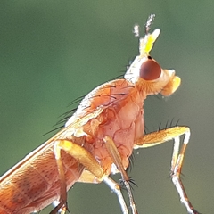 Tetanocera plebeja