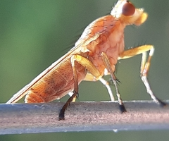 Tetanocera plebeja