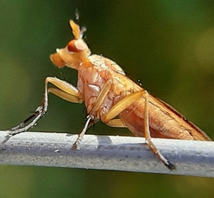 Tetanocera plebeja