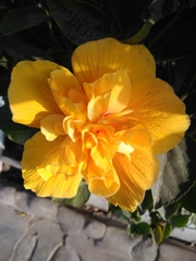 Magnoliopsida