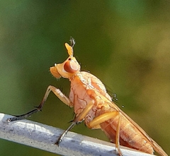 Tetanocera plebeja