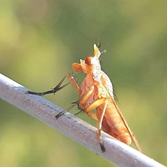 Tetanocera plebeja