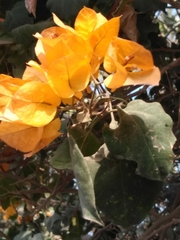Magnoliopsida