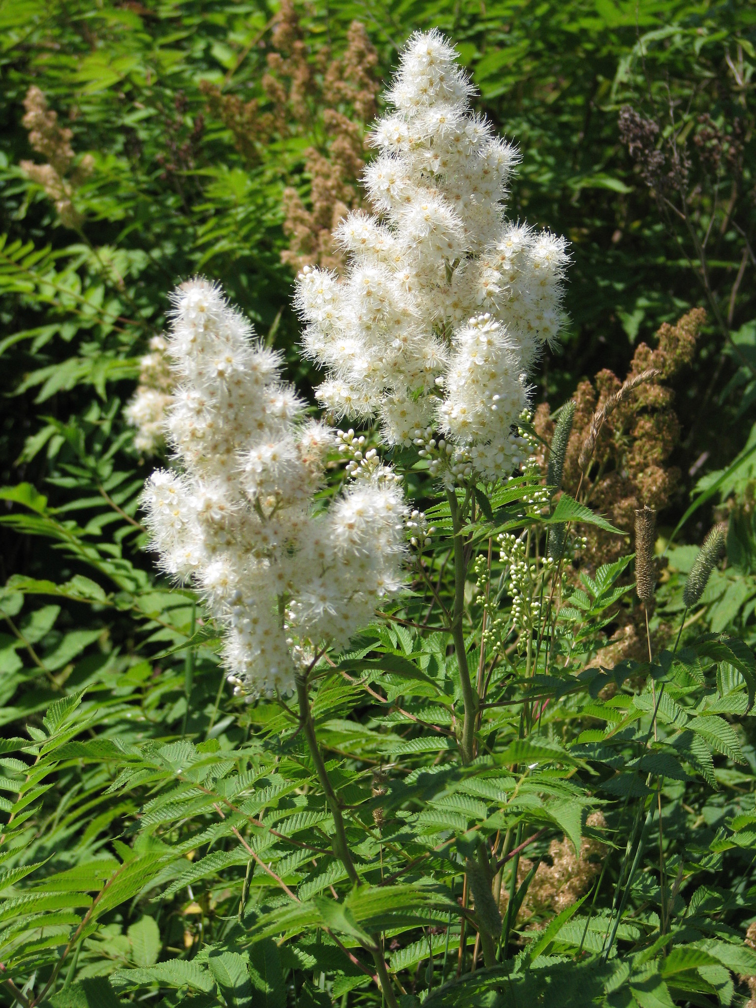 Sorbaria