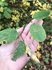 Amelanchier bartramiana