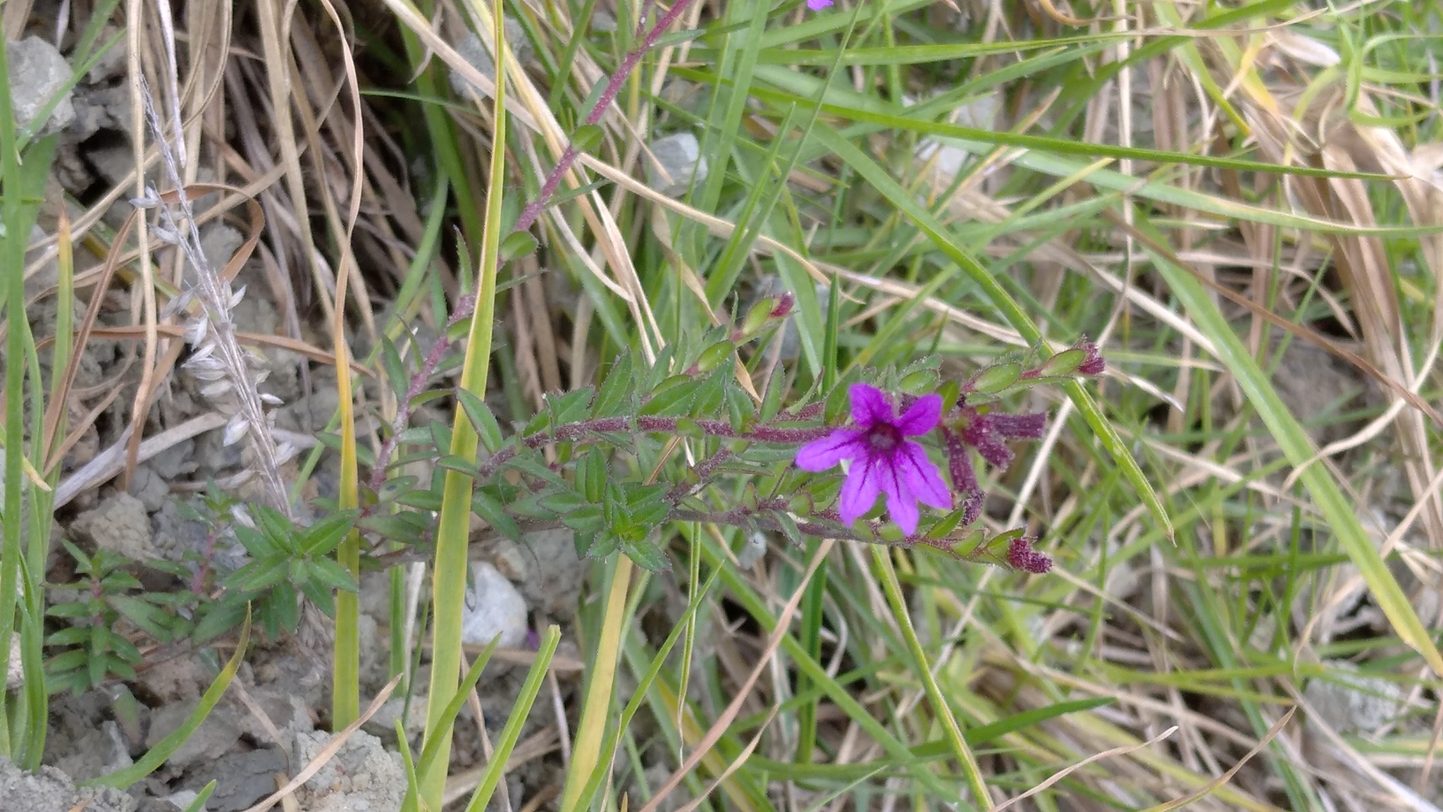 Cuphea ciliata image