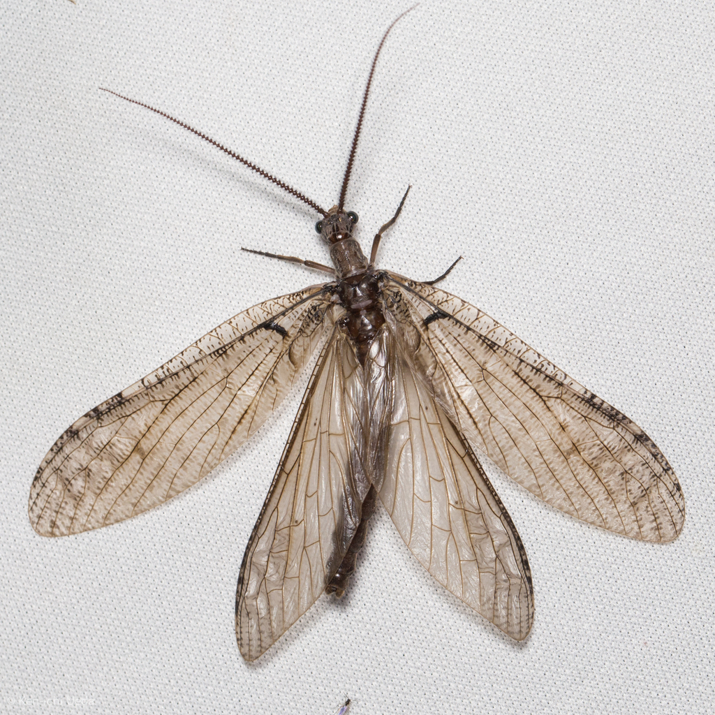 Gray Fishflies