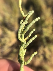 Arthroceras subterminale