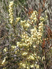 Petrophile squamata
