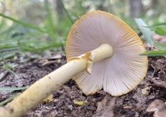 Amanita flavoconia image