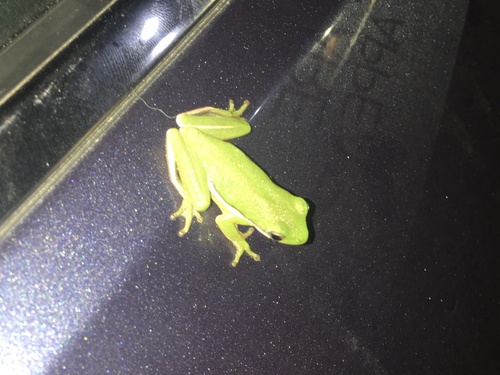 Green Treefrog photographed in New York