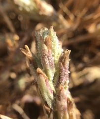 Chloropyron palmatum